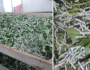 MULBERRY FARMING AND&nbsp;SERICULTURE