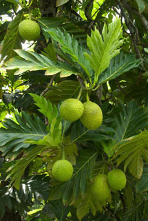 breadfruit-ntbg