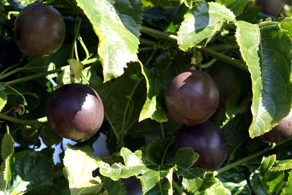 Passion-fruit