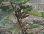 Edible Fig Fruit