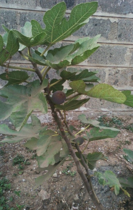 Fig fruit
