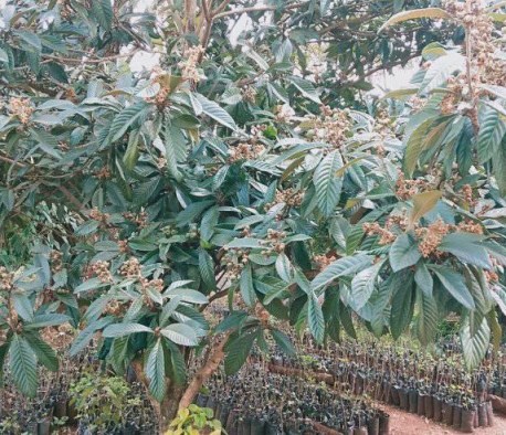 Dwarf loquat