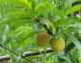 Grafted Dwarf Peach&nbsp;Seedlings