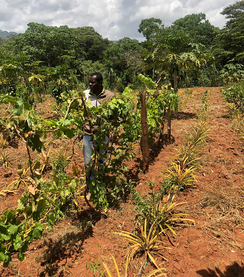 Grape-Pineapple intercrop