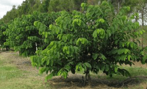 Custard Apple Tree